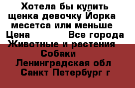 Хотела бы купить щенка девочку Йорка 2 месетса или меньше › Цена ­ 5 000 - Все города Животные и растения » Собаки   . Ленинградская обл.,Санкт-Петербург г.